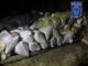Asegura célula BOI marihuana cercana a las fosas clandestinas en Casas Grandes