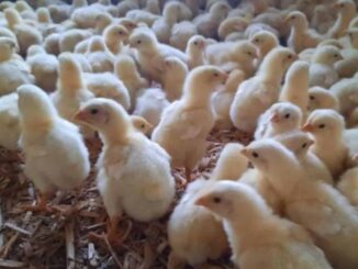 México suspende importación de productos avícolas de Brasil por influenza