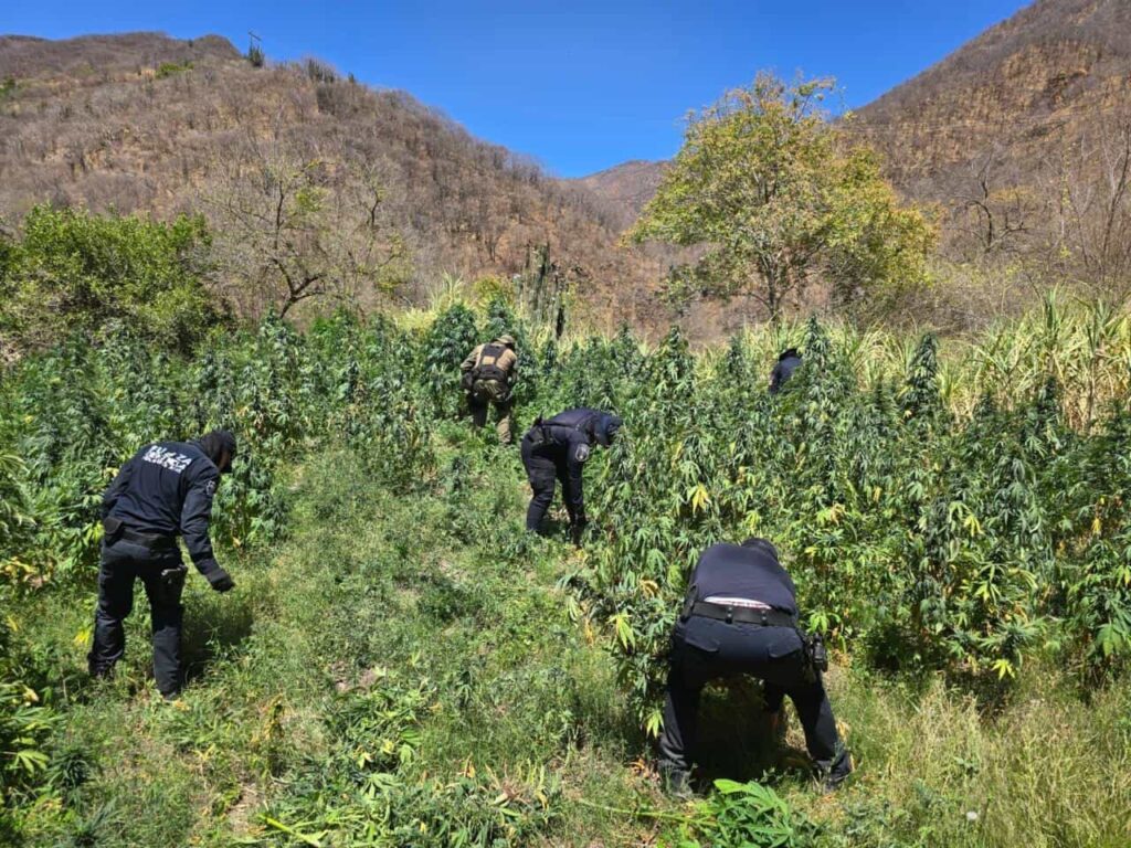 Localizan y destruyen plantío de marihuana en el municipio de Moris